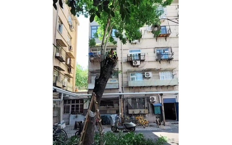 物業(yè)工作其中之一、養(yǎng)護(hù)綠植 共建美好家園
